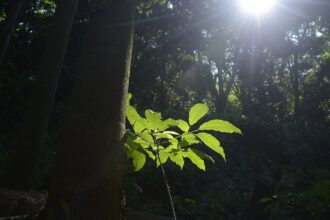 sesc-sao-paulo-tem-programacao-especial-na-semana-do-meio-ambiente