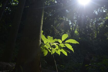 sesc-sao-paulo-tem-programacao-especial-na-semana-do-meio-ambiente